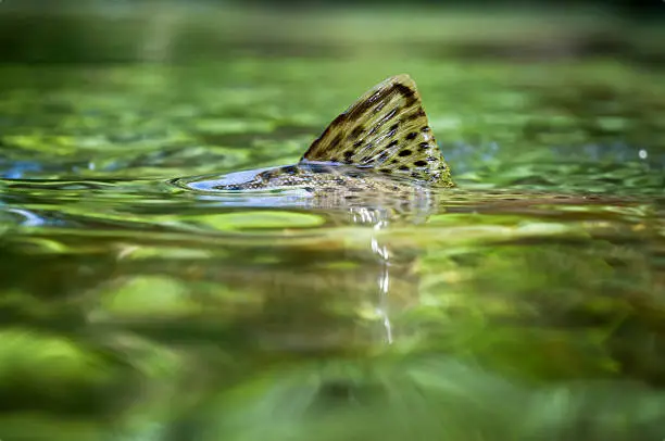 Brown trout surfacing in a crystal clear creek.