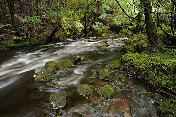 istock Franklin-Gordon Wild Rivers National Park 183035097