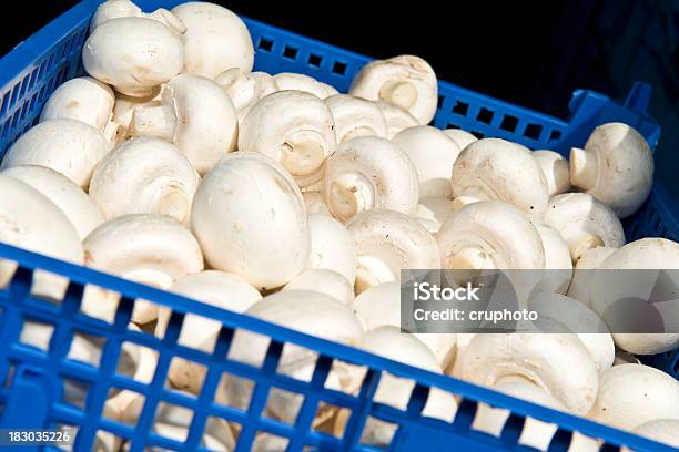 Canasta De Recién Elegido Hongos Foto de stock y más banco de imágenes de Aire libre - Aire libre, Alimento, Azul