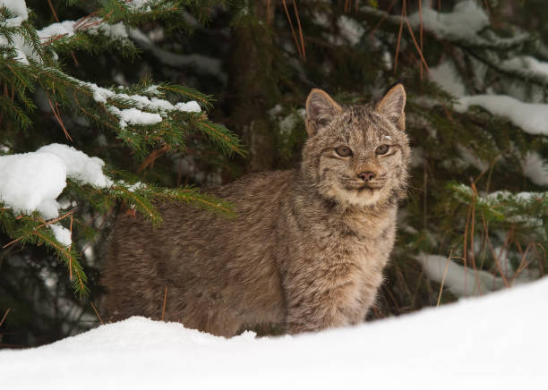 istock bobcat in winter in woods 1830352544