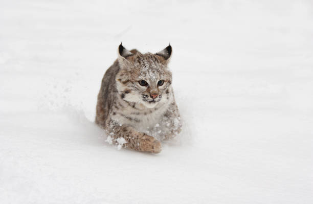 istock bobcat in winter in deep snow 1830352892