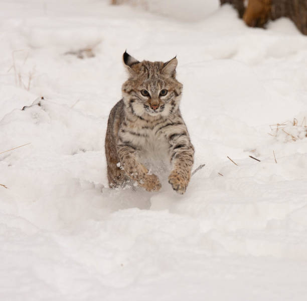 istock bobcat in winter in deep snow 1830352900