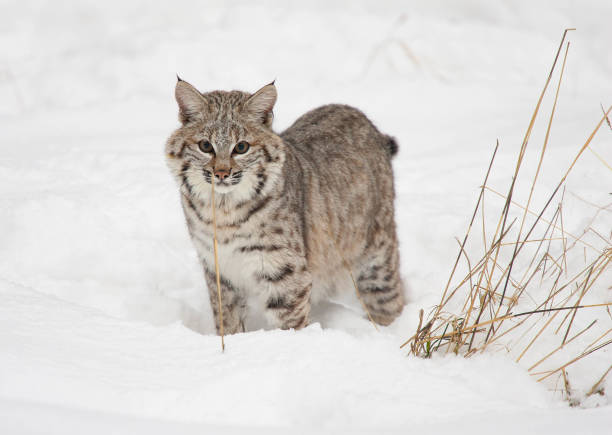 istock bobcat in winter in deep snow 1830352901