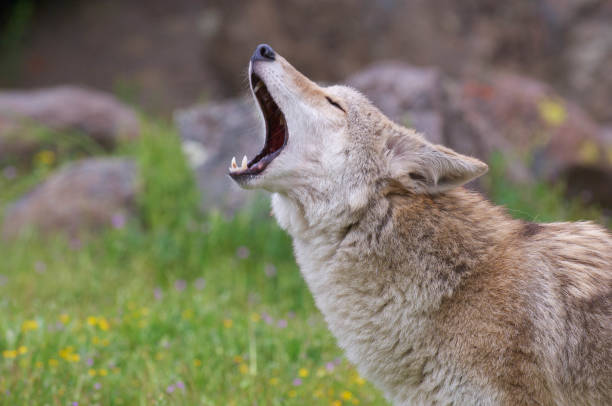 istock coyote howling on green grass in summer 1830352909