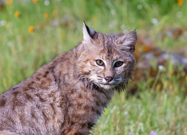 istock bobcat portrait in summer with green grass 1830353431