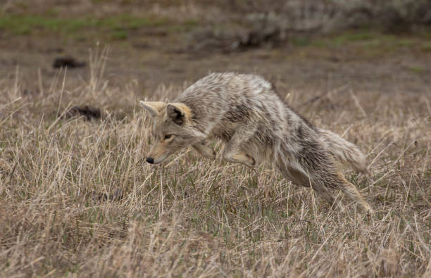 istock Coyote jumping intall  grass for meal 1830353979