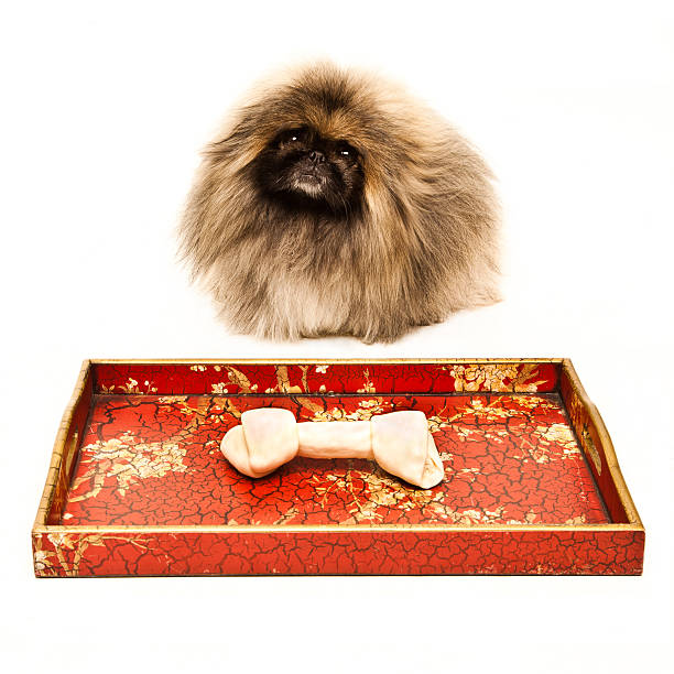 Bone on Chinese Tray in Front of Cute Pekingese Dog stock photo