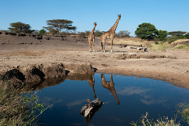 istock Serengeti Tanzania 183035454