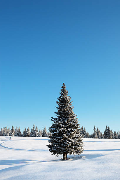 arbre d'hiver - isolated remote plaid nobody photos et images de collection