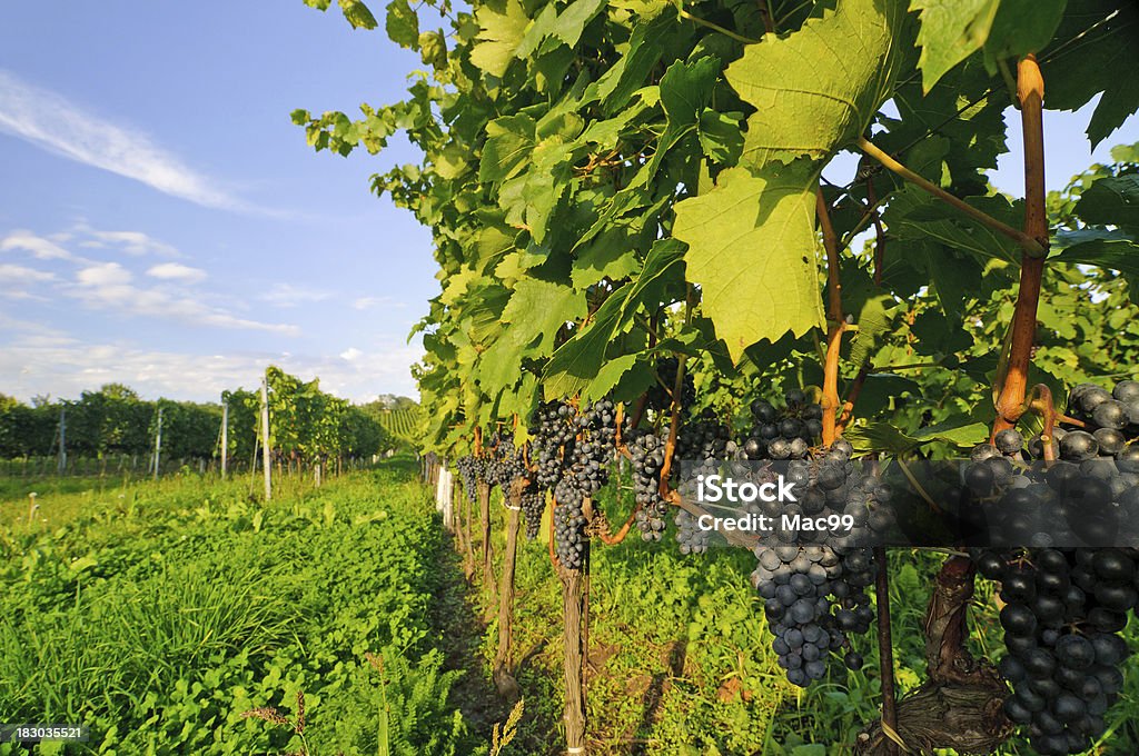 Vinha com uvas - Royalty-free Céu Foto de stock