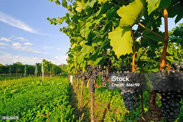 Vinha Com Uvas - Fotografias de stock e mais imagens de Céu - Céu, Videira, Agricultura