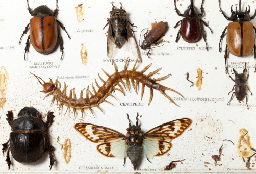 Decayed Insect 4k Old Decayed Preparated Insects Collection Macro Stock Photo - Download ...
