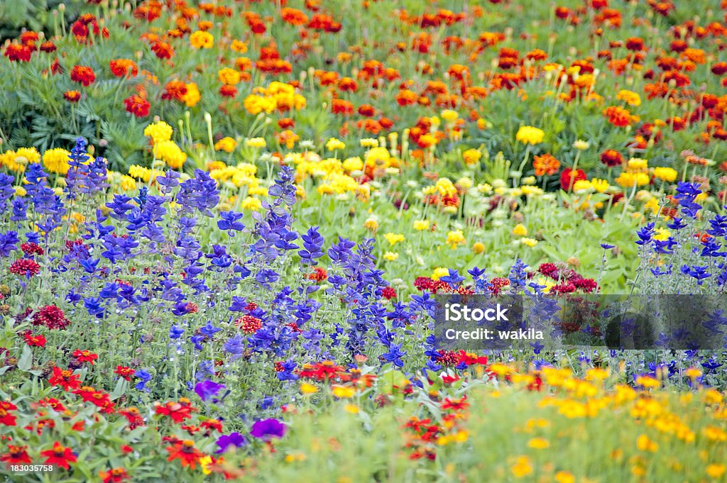 Flor meadow-bunte Blumenwiese - Foto de stock de Abstracto libre de derechos