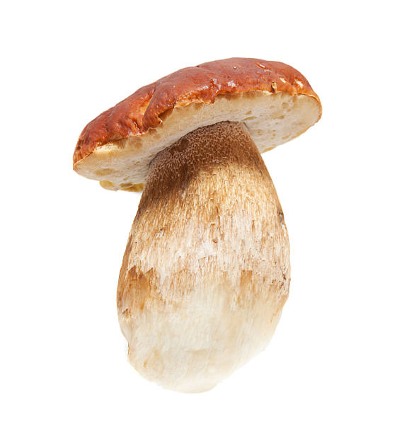 istock Cepe on a white background...porcini mushroom 183035764