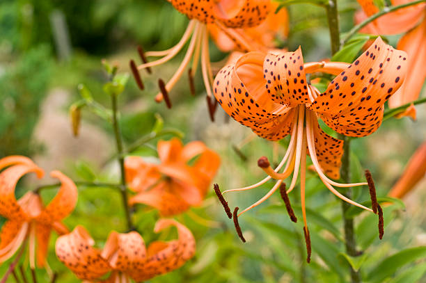 istock Orange Garden Flower 183035777