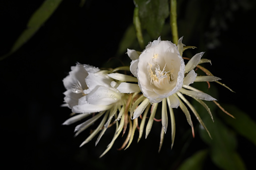 night white flower lady of the night fragrant rose garden plant, natural botany Brahma Kamal Saussurea obvallata image