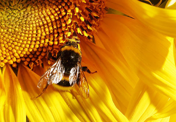 istock Bumblebee collecting pollen from bright yellow flower 183035950