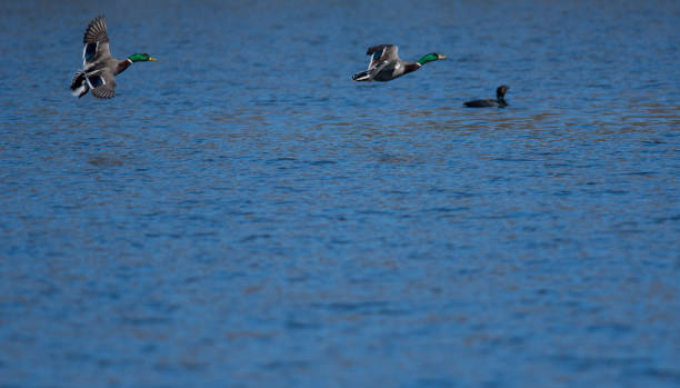 istock Mallards in flight about to land in water 1830360467