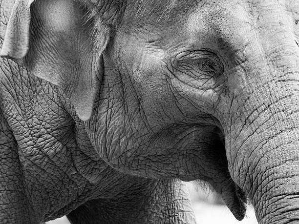 istock Black and White - Asian Elephant Close-up 183036479