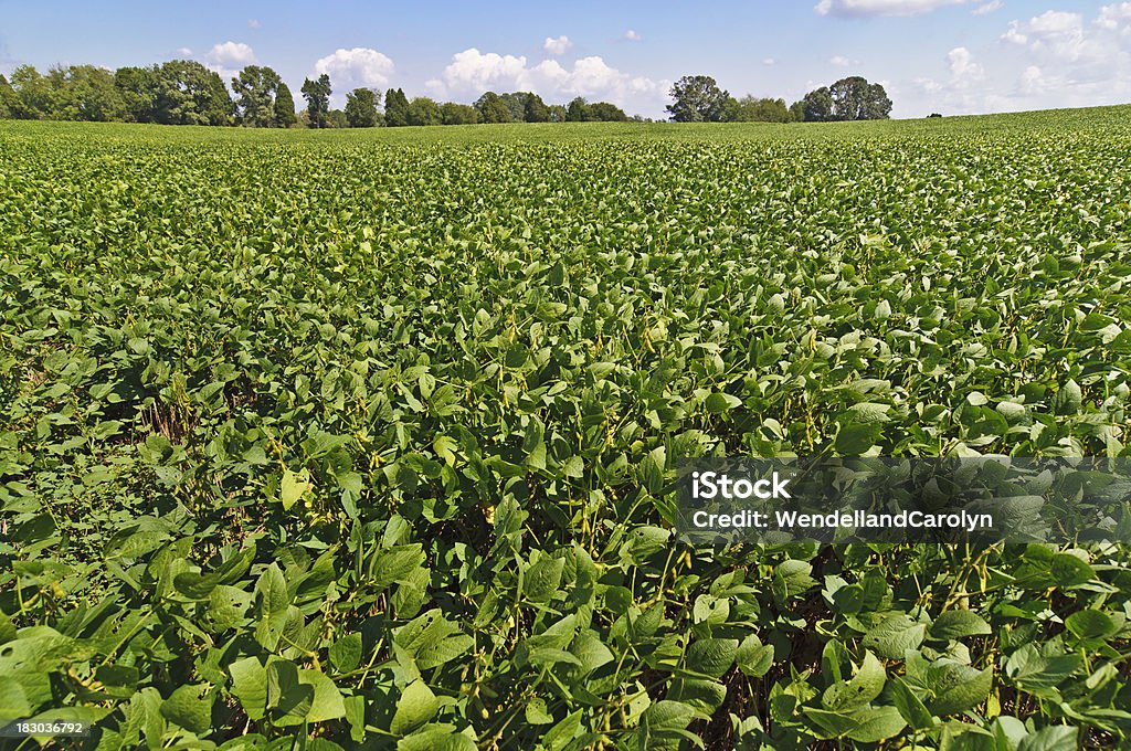 Champ de Soybeans à la période des moissons - Photo de Agriculture libre de droits
