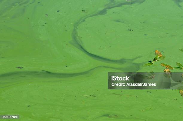 青緑色藻ブルーム - オシラトリアテヌイスのストックフォトや画像を多数ご用意 - オシラトリアテヌイス, 花頭, 藍色細菌
