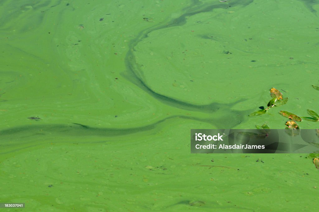 블루-녹색말 이상증식 - 로열티 프리 오스실라토리아 테누이스 스톡 사진