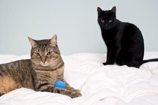 Two Cats hanging out on a bed with a ball