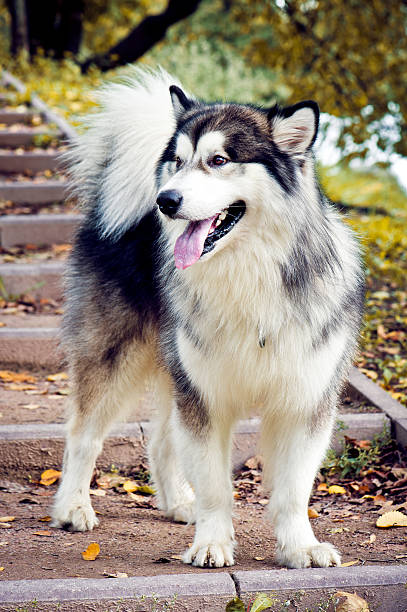 Alaskan Malamute Dog Alaskan Malamute Dog standing in a park malamute stock pictures, royalty-free photos & images