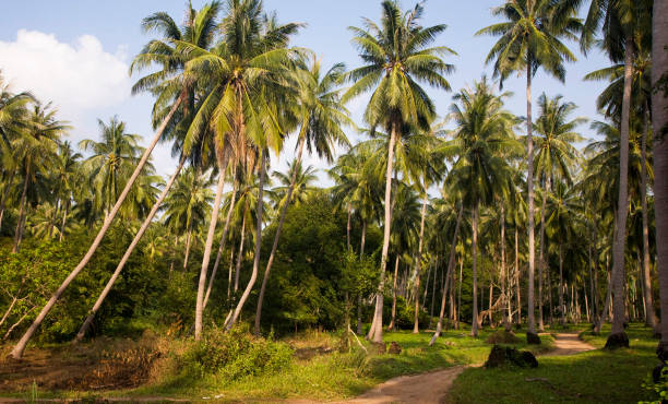 istock Beautiful Thailand  pictures 1830372366