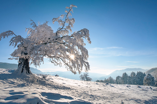 View in Carpathian Mountains, winter landscapes.