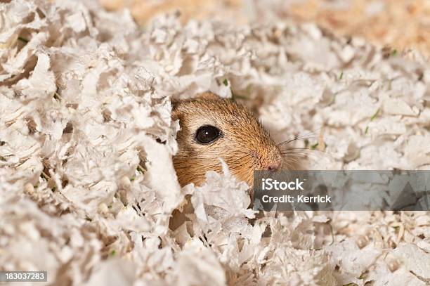 Weckrufrennmaus In Seinem Bett Stockfoto und mehr Bilder von Käfig - Käfig, Haustier, Maus - Tier