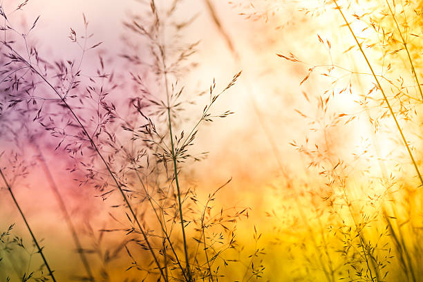 istock Silhouette of wildflowers in meadow during sunset 183037306