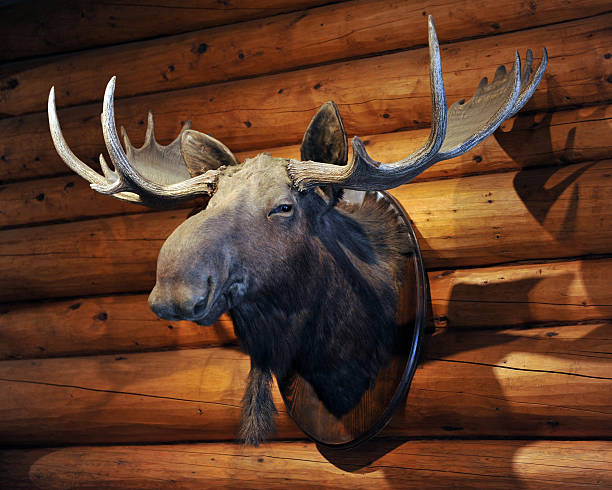ムースのヘッド - moose head ストックフォトと画像