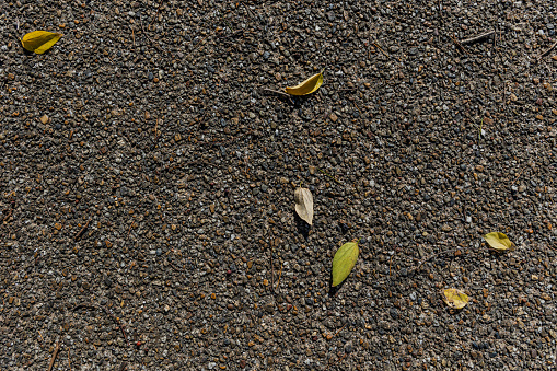 Asphalt Ground Background with Fallen Leaves