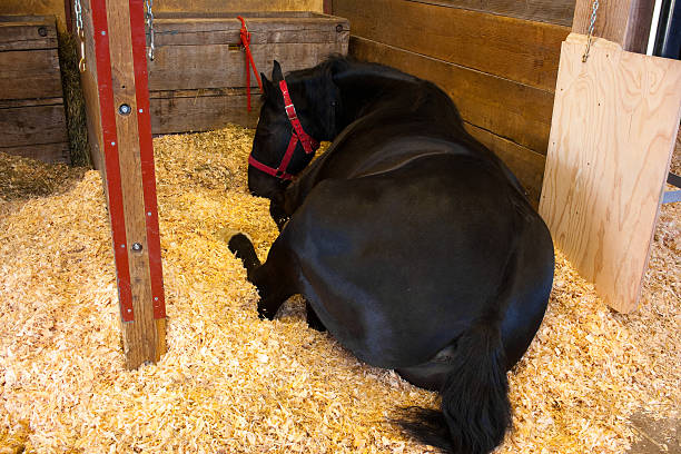 Portrait of horse in the ranch