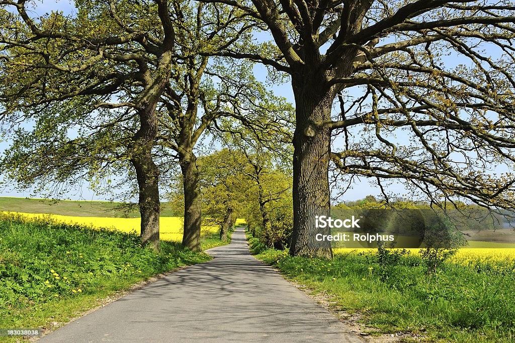 Allemagne Rügen mer Baltique été avec des arbres et de Canola Fields - Photo de Agriculture libre de droits