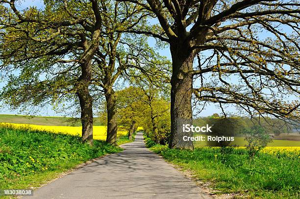 Photo libre de droit de Allemagne Rügen Mer Baltique Été Avec Des Arbres Et De Canola Fields banque d'images et plus d'images libres de droit de Agriculture