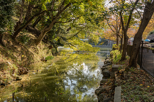 Scenic Trees and Landscape at Kawazokoike and Riverside in Tennoji Park, Japan