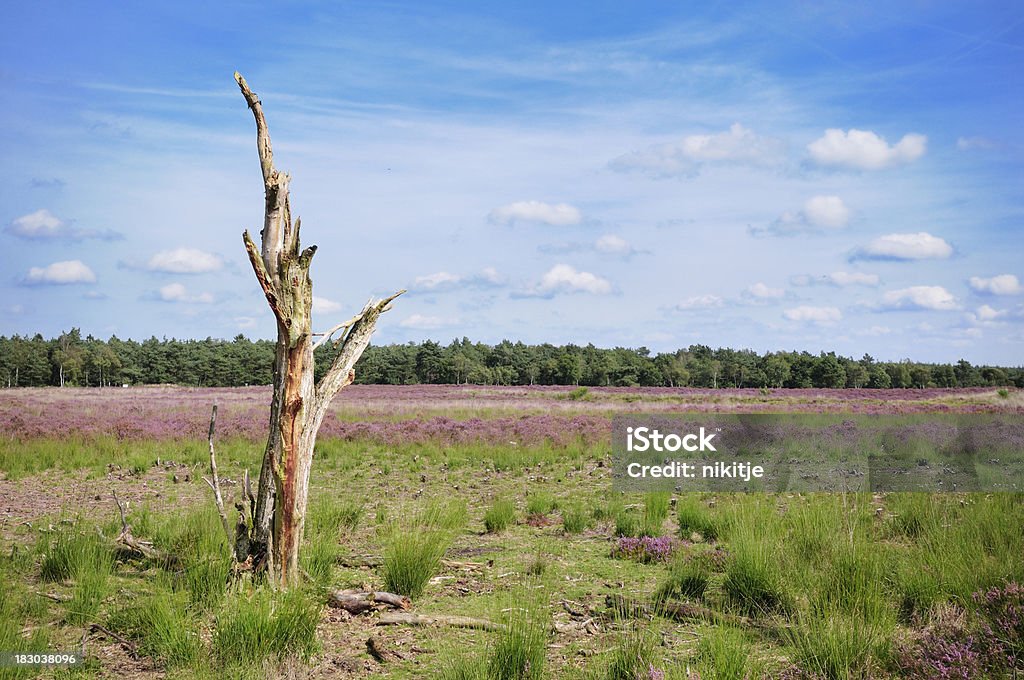 Árbol muerto en paisaje de brezo - Foto de stock de Abedul libre de derechos