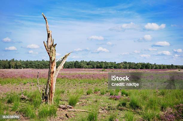 Martwe Drzewa W Krajobraz Heather - zdjęcia stockowe i więcej obrazów Bez ludzi - Bez ludzi, Brzoza, Drzewo