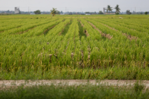 Green Verdant Rice Paddy Field