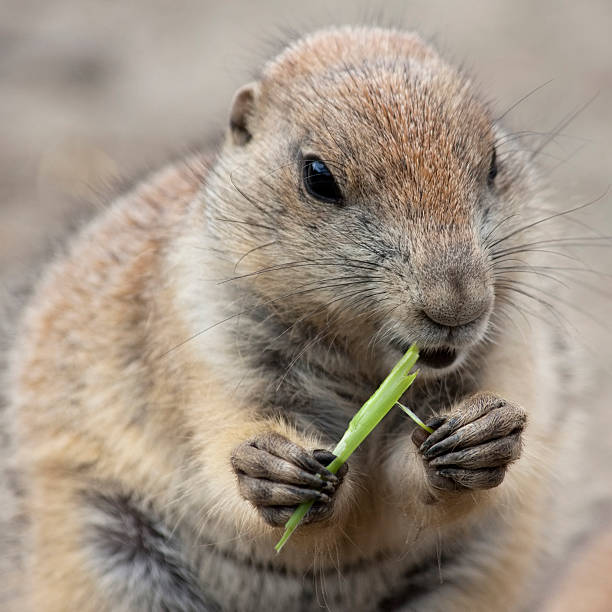 istock close-up of woodchuck eating grass 183038332