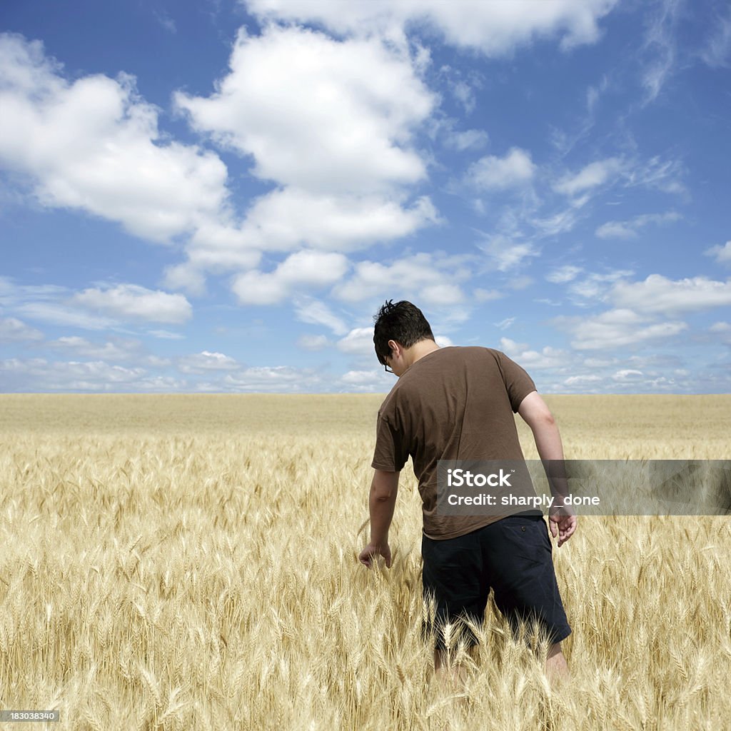 XXXL wheat farmer "wheat farmer examining ripe crop in field with bright sky, square frame (XXXL)" Saskatchewan Stock Photo
