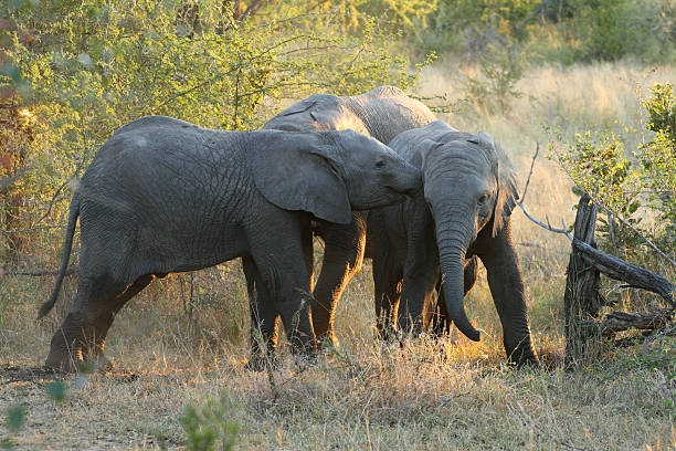 istock Young african elephant calfs playing together in the wilderness 183038439