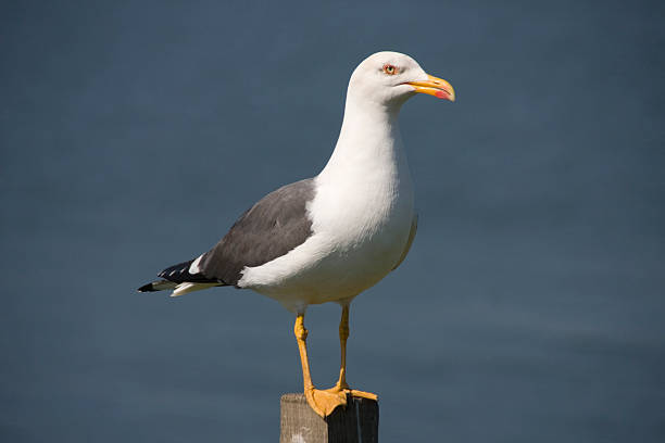 갈매기 - herring gull 뉴스 사진 이미지