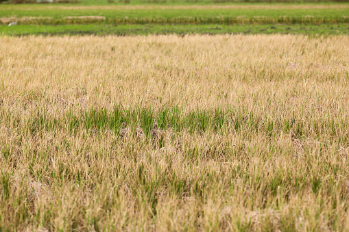Horizontal shot of new shoots of a winter wheat on a spring field