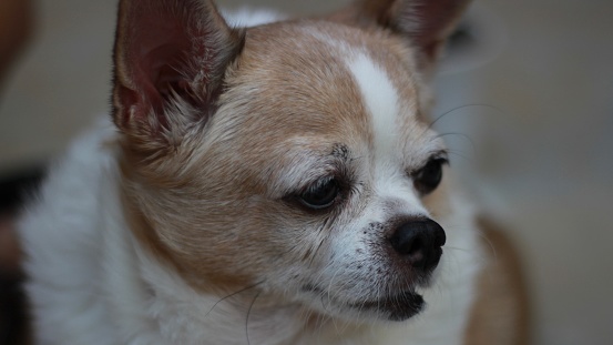 Shot of a chihuahua sitting on the sofa with a woman using a laptop in the background