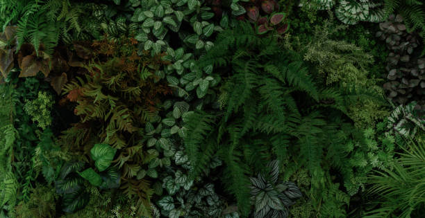 istock abstract green leaf texture, tropical leaf foliage nature dark green background 1830386994