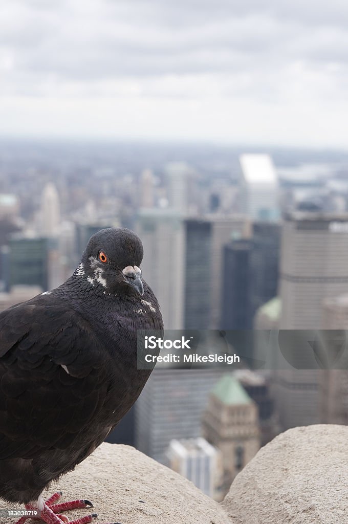 Paloma de Nueva York - Foto de stock de Ciudad de Nueva York libre de derechos