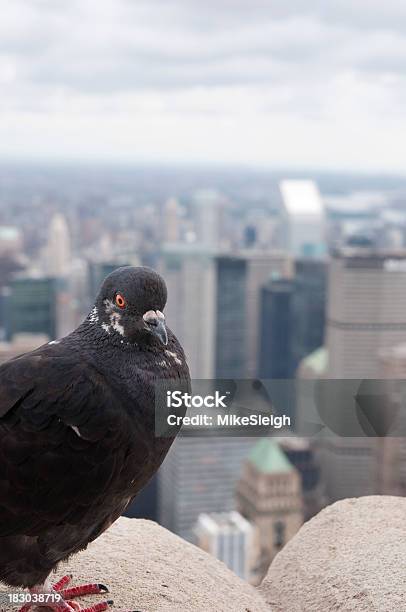 Paloma De Nueva York Foto de stock y más banco de imágenes de Ciudad de Nueva York - Ciudad de Nueva York, Mirar el paisaje, Paisaje urbano